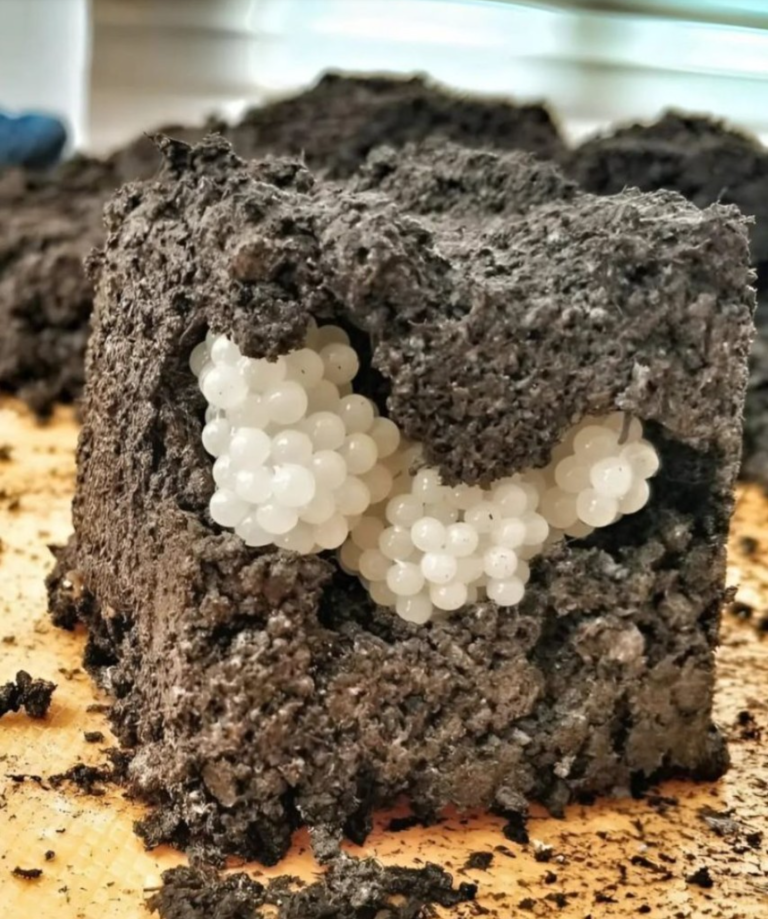 ჩემი ბაღში უცნაური თეთრი სფეროები ვიპოვე — და დიდხანს ვერ მივხვდი, რა იყო ისინი.