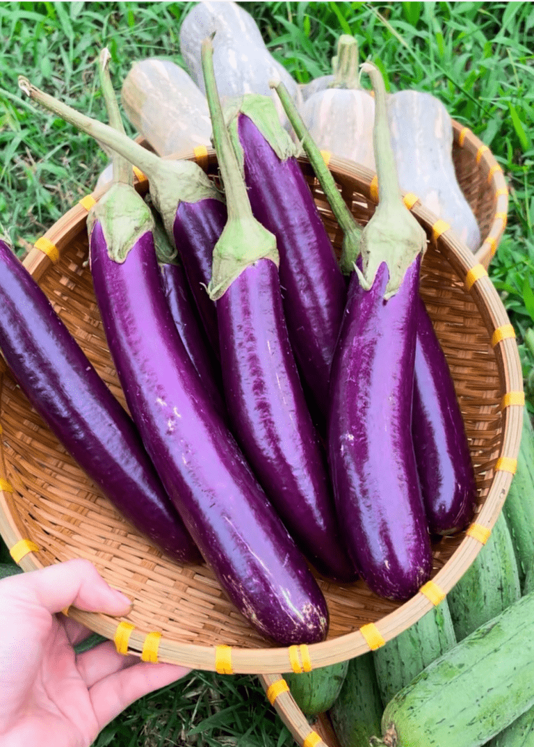 რატომ იმსახურებს ბადრიჯანი თქვენს თეფშზე ადგილს