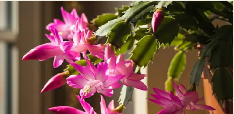 ყვავილოვანი საშობაო კაქტუსის მარტივი საიდუმლო. რისი საჭიროებაა ფერადი ყვავილებისთვის?